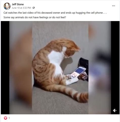 cat watching video of dead owner fake|Video Does Not Show Cat Reacting to Its Deceased Owner.